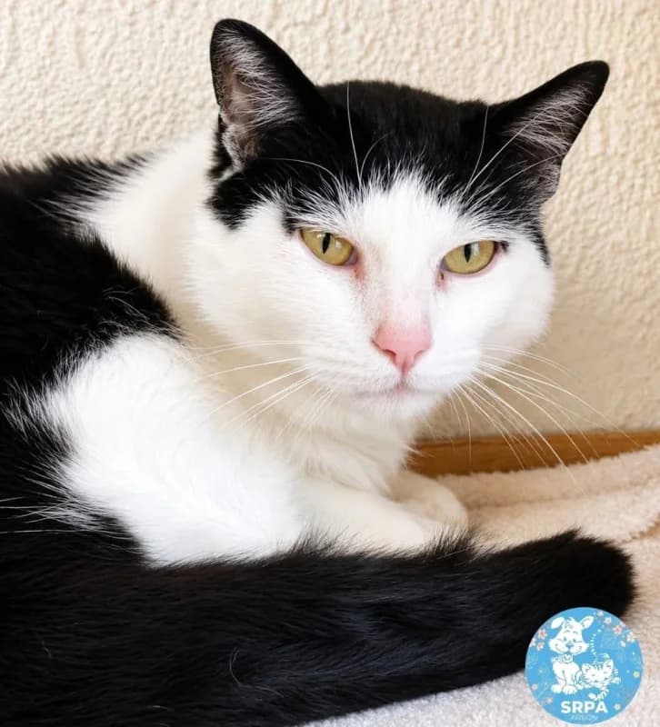 Maxou, male European Shorthair for adoption at SRPA Arlon