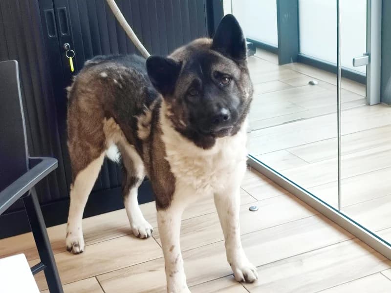 Kira, female 3yo Akita for adoption at SRPA Vinalmont