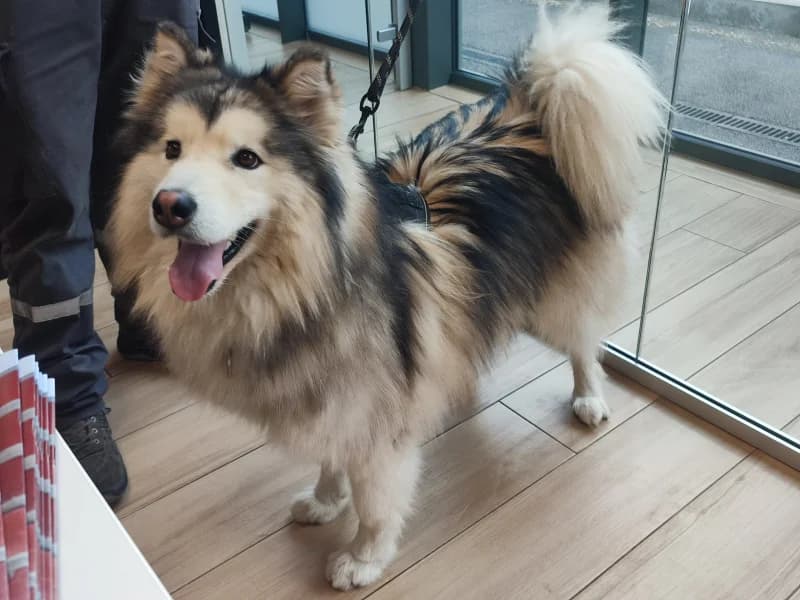 Yugo, male young Husky for adoption at SRPA Liege, Srpa Liege