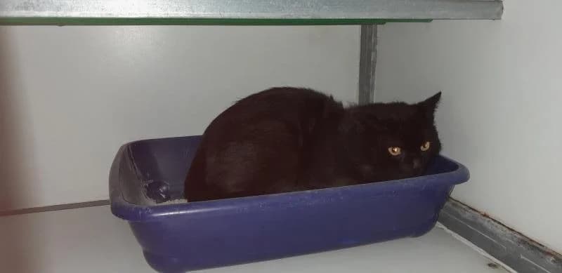 Animal 600.040, male 6yo European Shorthair for adoption at SRPA Liege, Srpa Liege