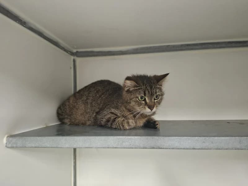Animal 600.040, female young European Shorthair for adoption at SRPA Liege, Srpa Liege