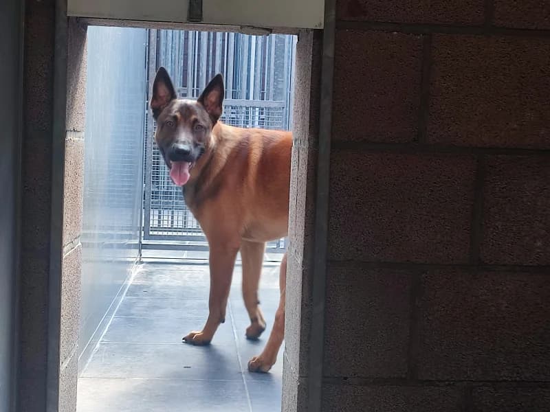 Seven, male puppy Belgian Malinois for adoption at SRPA Liege, Srpa Liege