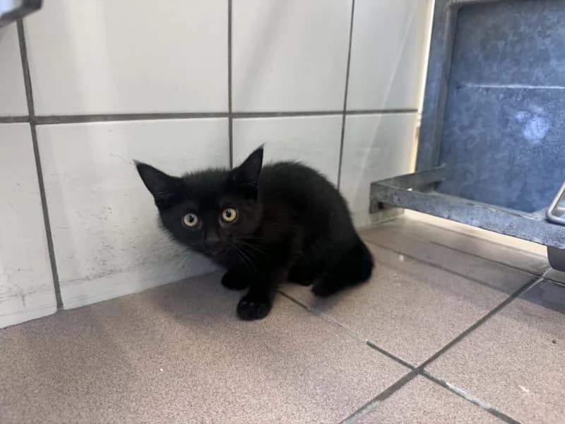 Animal 600.040, male puppy European Shorthair for adoption at SRPA Liege, Srpa Liege