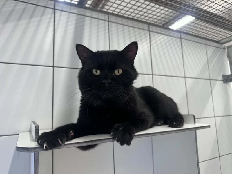 Filou, male 4yo European Shorthair for adoption at SRPA Liege, Srpa Liege