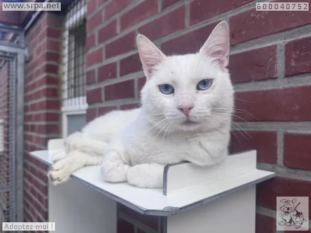 Boo, male young European Shorthair for adoption at SRPA Liege, Srpa Liege