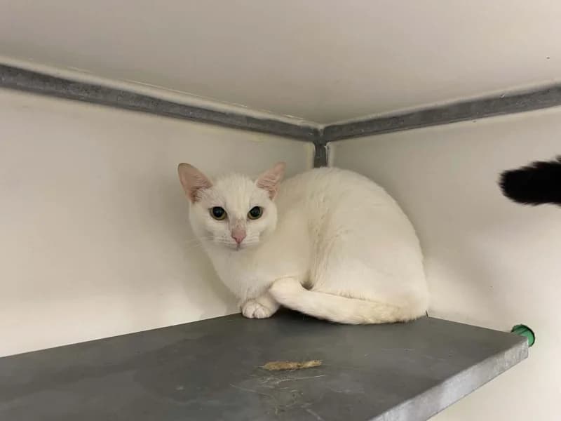 Nana, female young European Shorthair for adoption at SRPA Liege, Srpa Liege