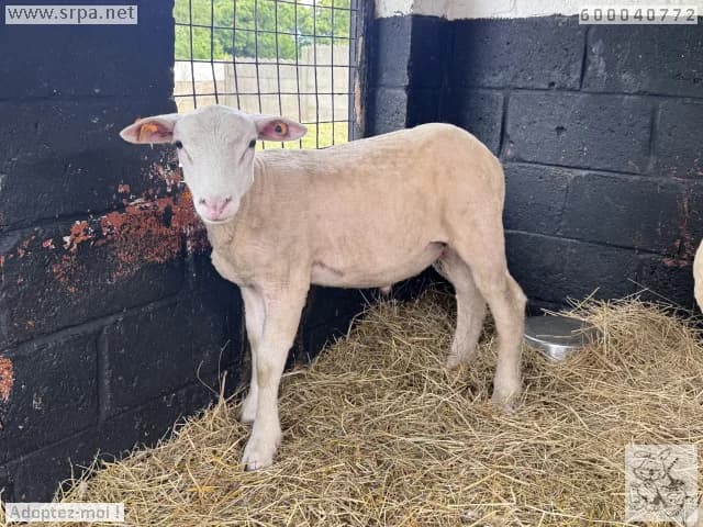Animal 600.040, male mixed breed for adoption at SRPA Liege, Srpa Liege