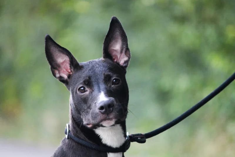 Animal 600.040, female puppy American Staffordshire Terrier for adoption at SRPA Liege, Srpa Liege