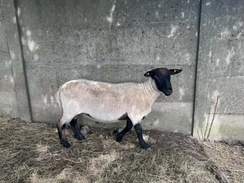 Animal 600.040, male mixed breed for adoption at SRPA Liege, Srpa Liege