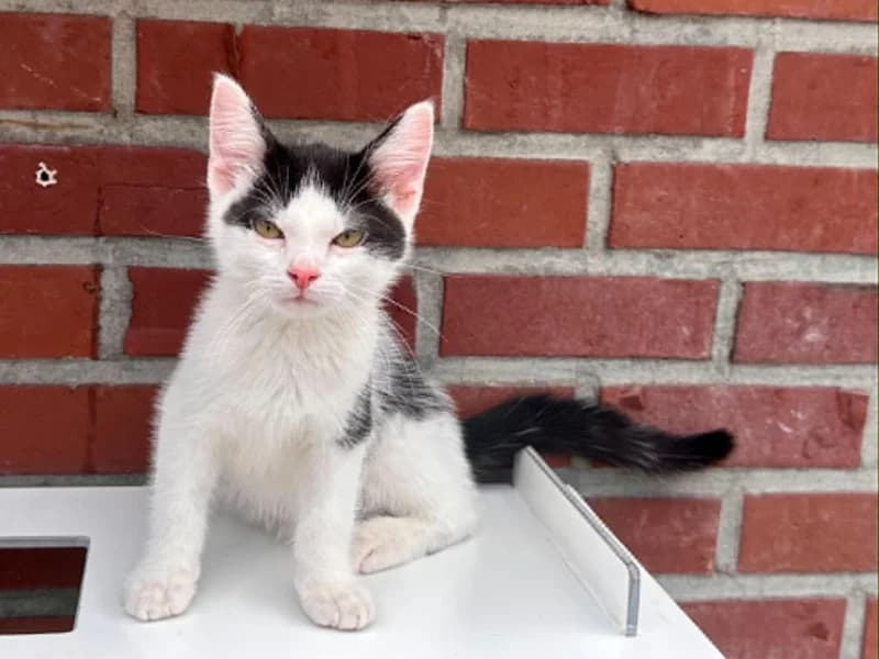 Animal 600.040, male puppy European Shorthair for adoption at SRPA Liege, Srpa Liege