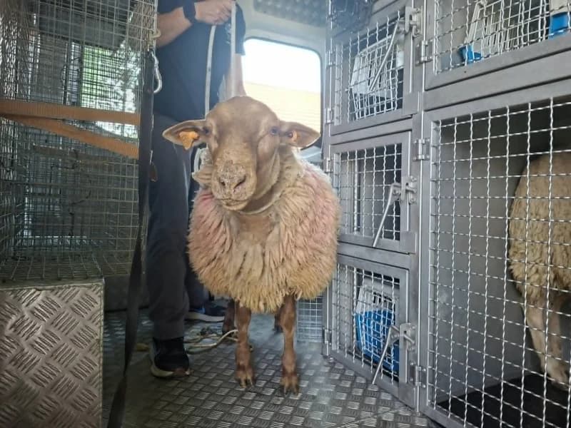 Animal 600.040, male mixed breed for adoption at SRPA Liege, Srpa Liege