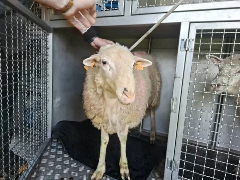 Animal 600.040, male mixed breed for adoption at SRPA Liege, Srpa Liege