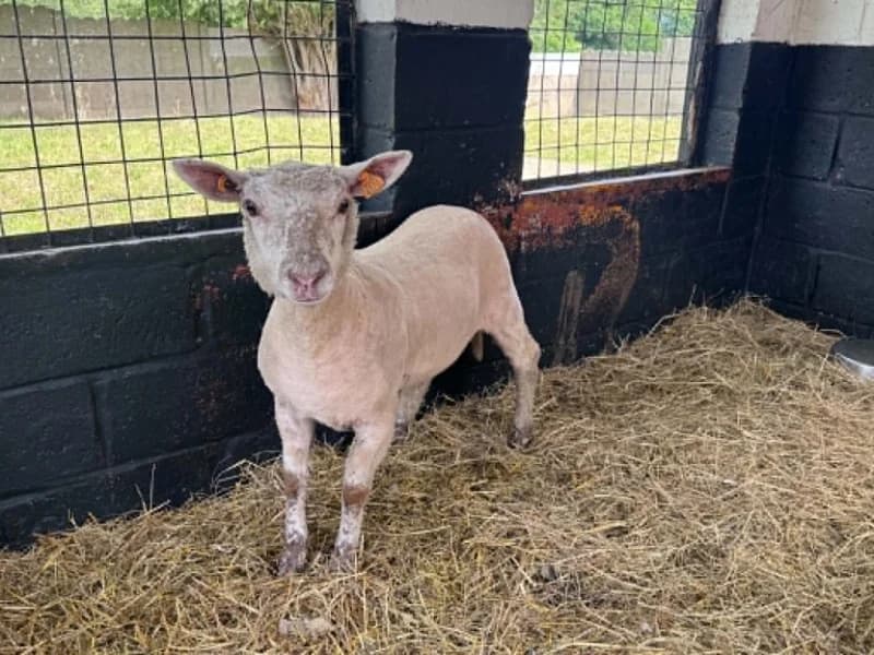 Barbara, female mixed breed for adoption at SRPA Liege, Srpa Liege