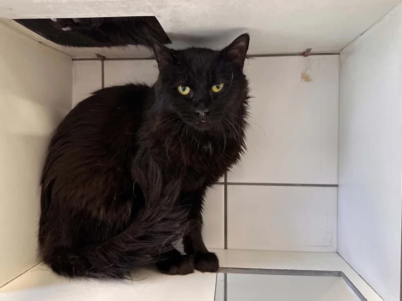 Black Jack, male young Mixed Breed for adoption at SRPA Liege, Srpa Liege