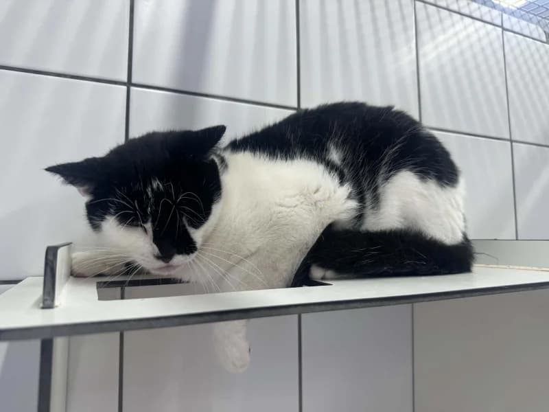 Milo, male 3yo European Shorthair for adoption at SRPA Liege, Srpa Liege
