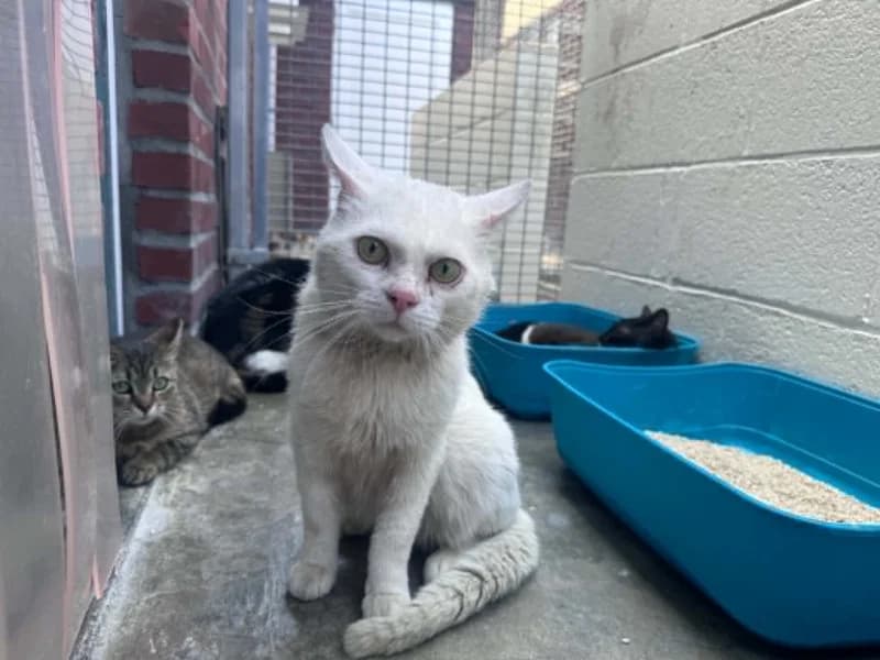Snow, male senior European Shorthair for adoption at SRPA Liege, Srpa Liege