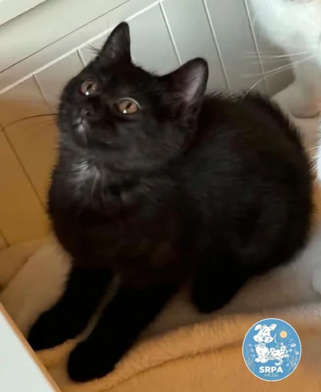 Animal 600.040, female puppy European Shorthair for adoption at SRPA Arlon