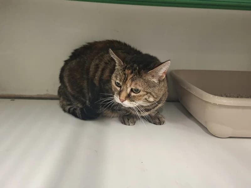 Tili, female 6yo European Shorthair for adoption at SRPA Liege, Srpa Liege