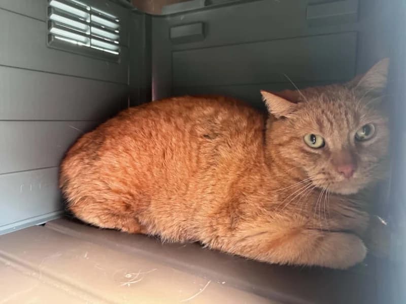 Rambo, male senior European Shorthair for adoption at SRPA Liege, Srpa Liege