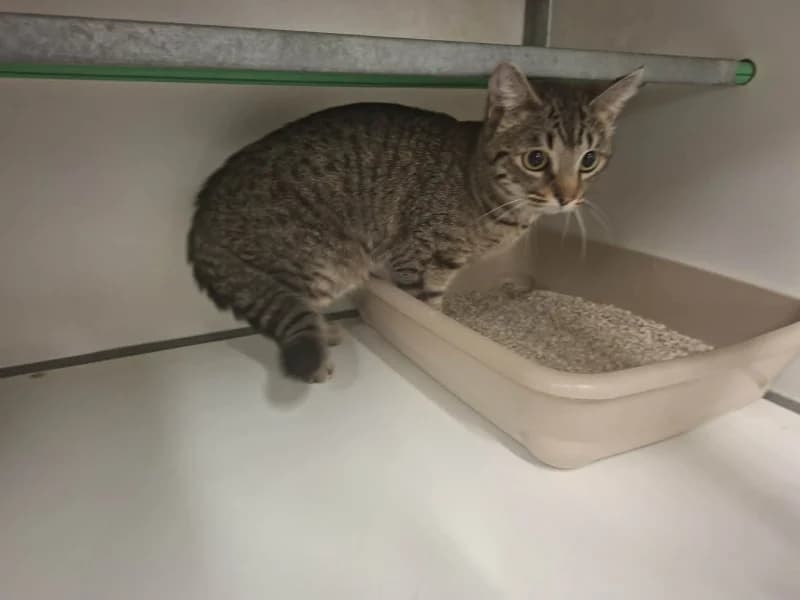 Thelma, female young European Shorthair for adoption at SRPA Liege, Srpa Liege