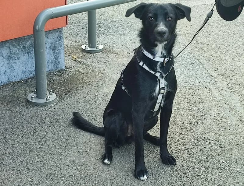 Nesquik, male young Labrador Retriever for adoption at SRPA Liege, Srpa Liege