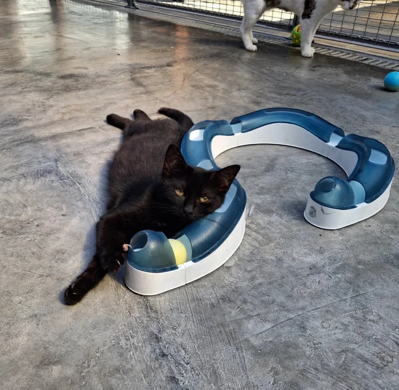 Samba, female puppy European Shorthair for adoption at SRPA Liege, Srpa Liege