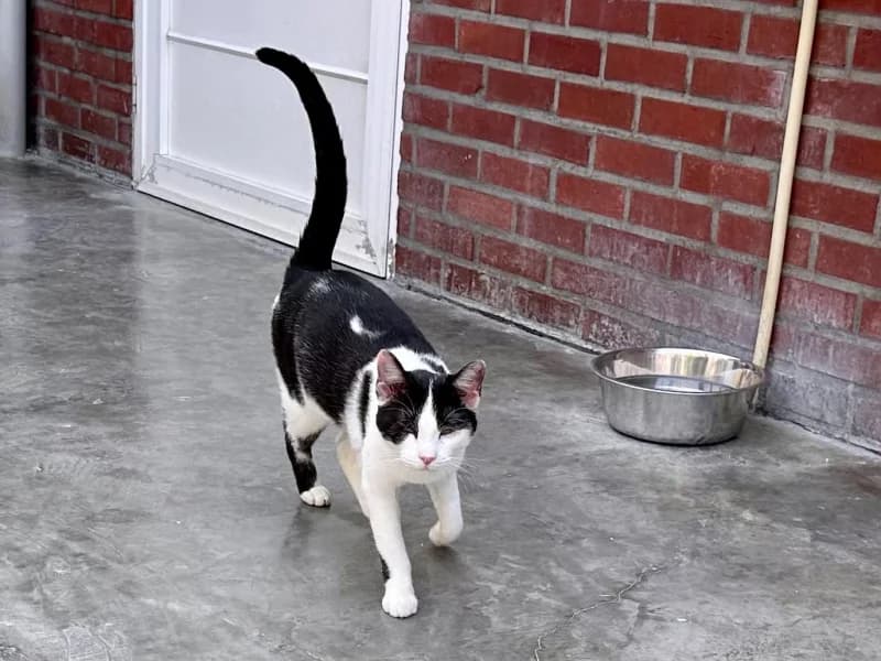 Achille, male young European Shorthair for adoption at SRPA Liege, Srpa Liege