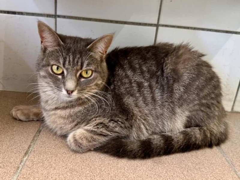 Janis, female young European Shorthair for adoption at SRPA Liege, Srpa Liege