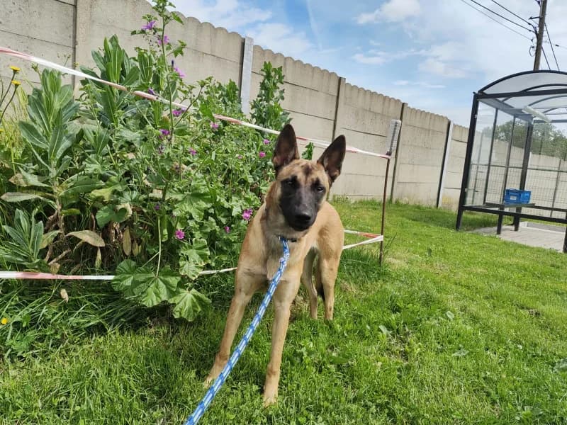 Babou, female puppy Belgian Malinois for adoption at SRPA Liege, Srpa Liege