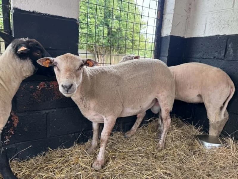 Animal 600.040, male mixed breed for adoption at SRPA Liege, Srpa Liege