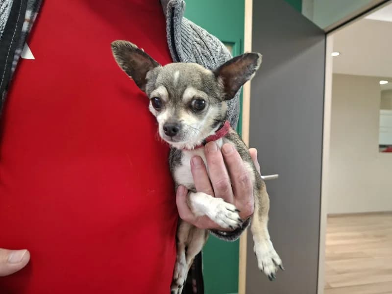 Animal 600.040, female senior Chihuahua for adoption at SRPA Liege, Srpa Liege