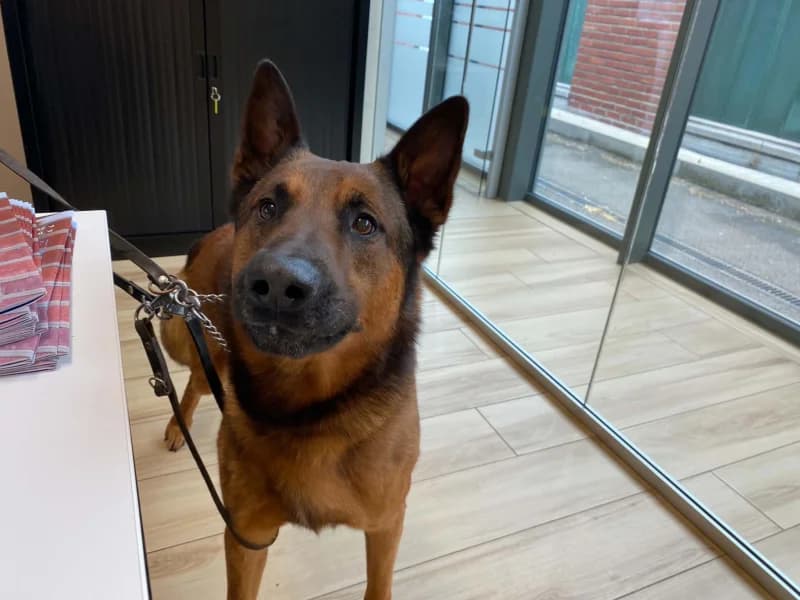 Sven, male 4yo Belgian Malinois for adoption at SRPA Liege, Srpa Liege