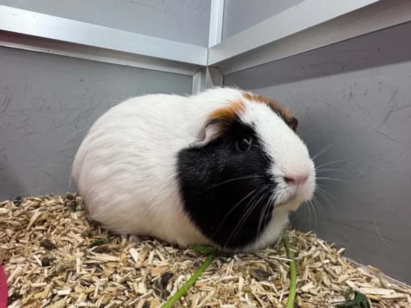 Popy, female young mixed breed for adoption at SRPA Liege, Srpa Liege