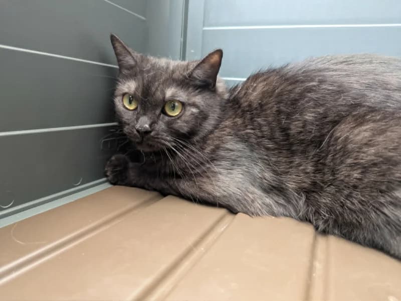 Mischa, female young European Shorthair for adoption at SRPA Liege, Srpa Liege