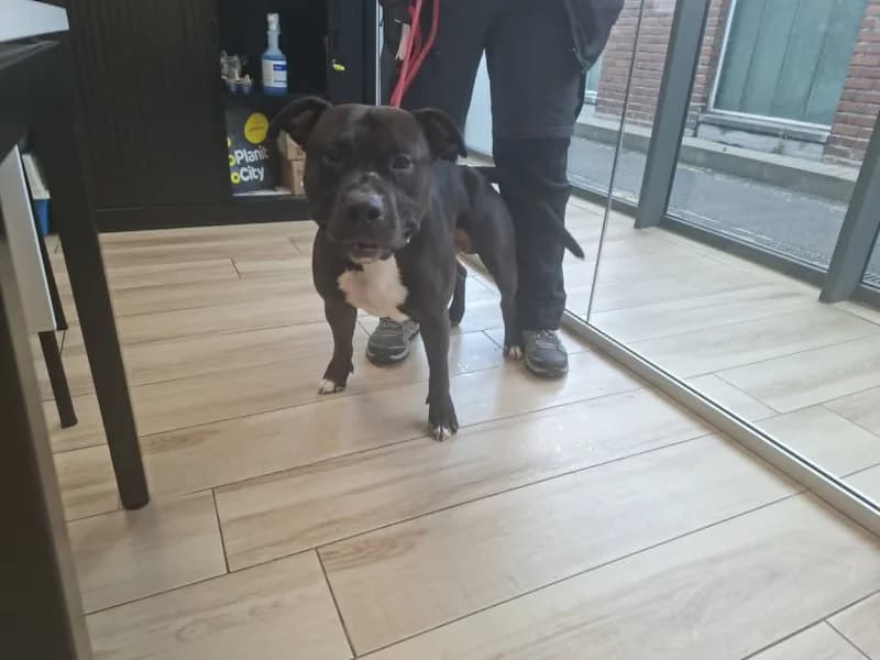 Snow, male 4yo American Staffordshire Terrier for adoption at SRPA Liege, Srpa Liege