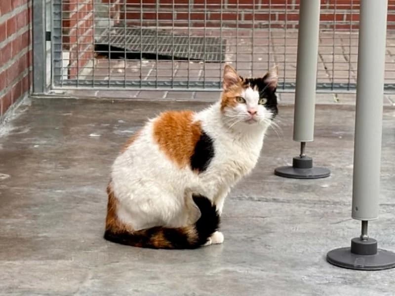 Maya, female senior European Shorthair for adoption at SRPA Liege, Srpa Liege