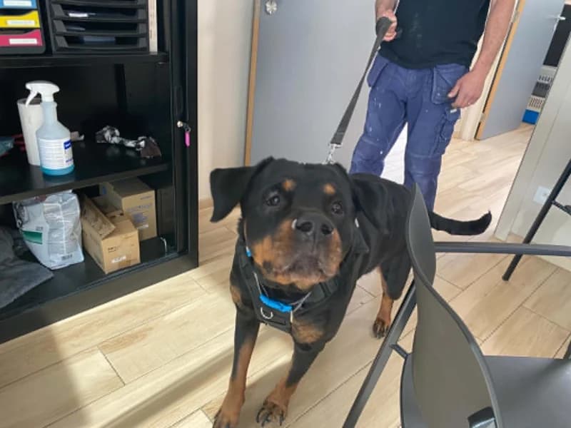 Luna, female 7yo Rottweiler for adoption at SRPA Liege, Srpa Liege