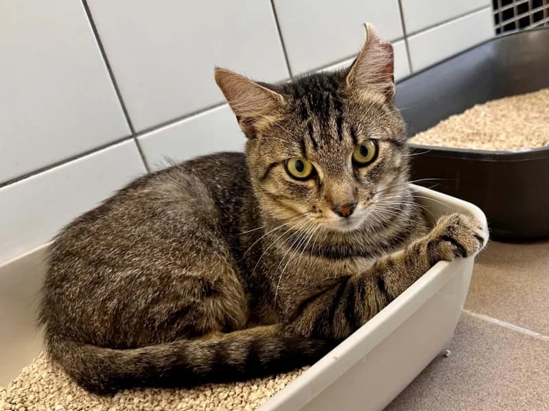 Tintin, male 5yo European Shorthair for adoption at SRPA Liege, Srpa Liege