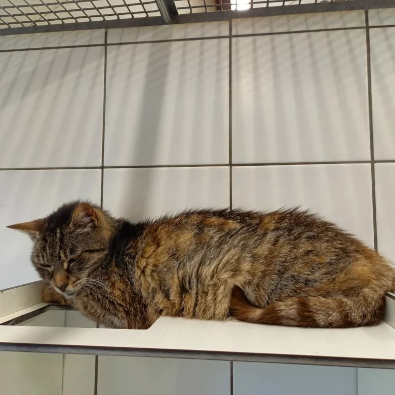Nyota, female senior European Shorthair for adoption at SRPA Liege, Srpa Liege