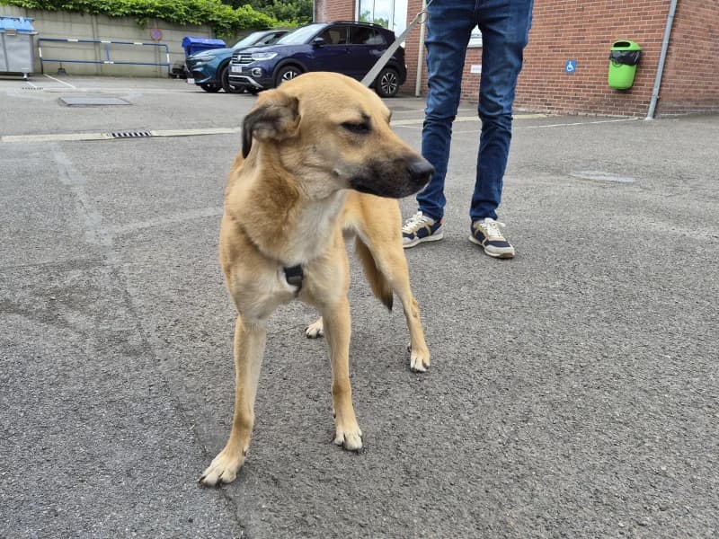Skippy, female young mixed breed for adoption at SRPA Liege, Srpa Liege