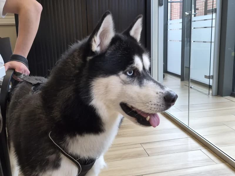 Blue, male young Husky for adoption at SRPA Liege, Srpa Liege