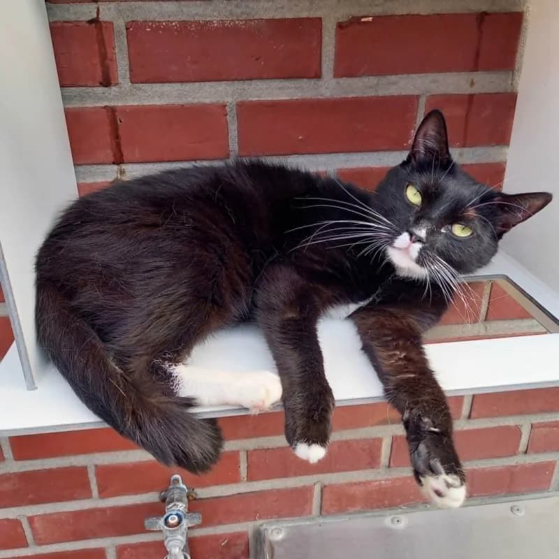 Minouche, female 5yo European Shorthair for adoption at SRPA Liege, Srpa Liege