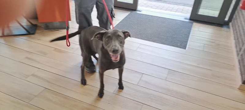 Kenzo, male 7yo Labrador Retriever for adoption at SRPA Liege, Srpa Liege