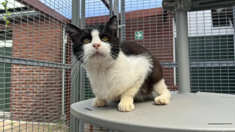 Horace, male European Shorthair for adoption at SRPA Liege, Srpa Liege