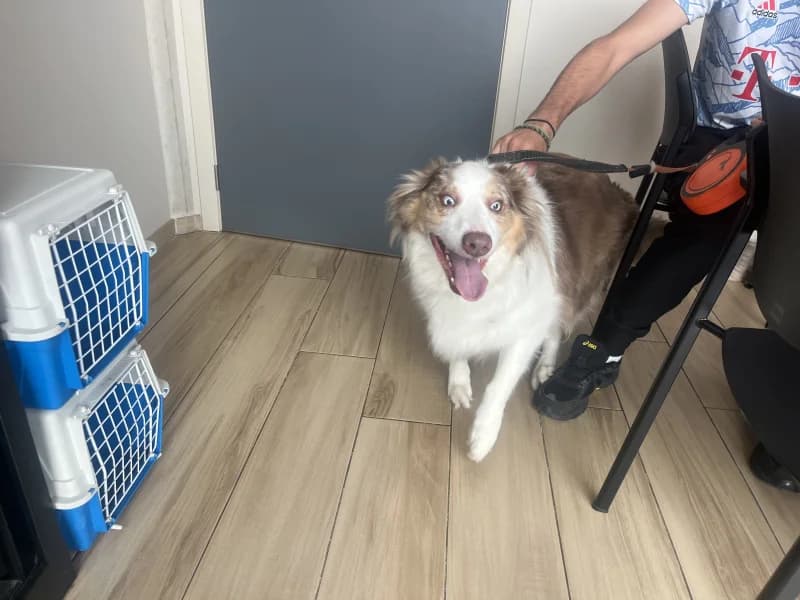 Rocky, male 6yo Border Collie for adoption at SRPA Liege, Srpa Liege