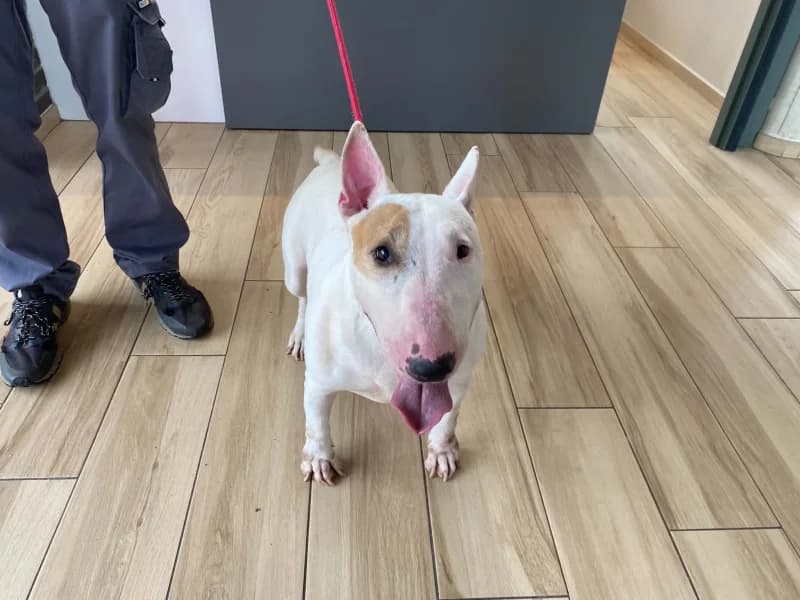 Pirate, female senior Bull Terrier for adoption at SRPA Liege, Srpa Liege