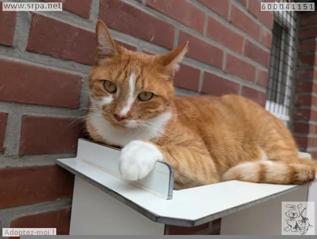 Tigrou, male 3yo European Shorthair for adoption at SRPA Liege, Srpa Liege