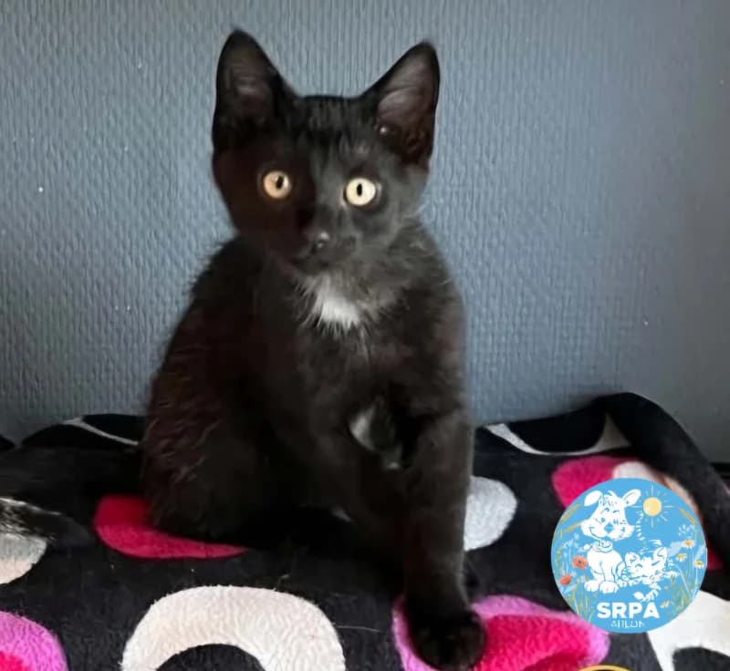 Animal 600.041, male puppy European Shorthair for adoption at SRPA Arlon