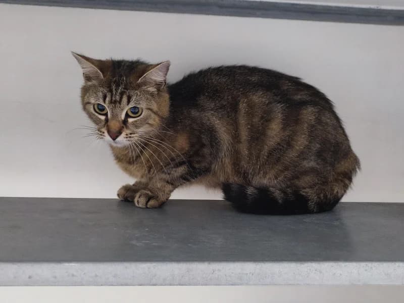 Lina, female European Shorthair for adoption at SRPA Liege, Srpa Liege