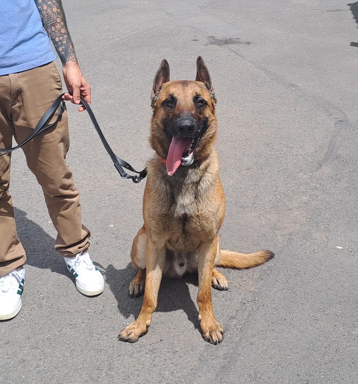 Yoda, male young Belgian Malinois for adoption at SRPA Liege, Srpa Liege